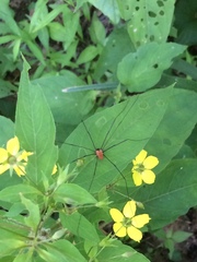 Leiobunum nigropalpi