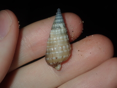 Rhinoclavis bituberculata