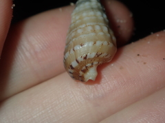 Rhinoclavis bituberculata