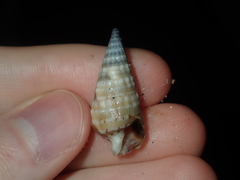Rhinoclavis bituberculata