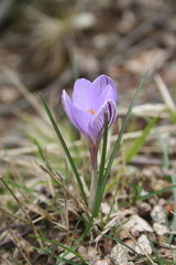 Crocus corsicus