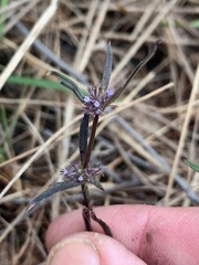 Spermacoce brachystema