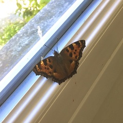 Nymphalis polychloros