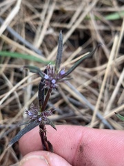 Spermacoce brachystema