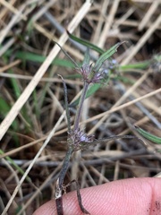 Spermacoce brachystema