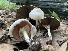 Agaricus leptocaulis