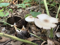 Agaricus leptocaulis