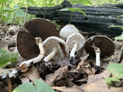 Agaricus leptocaulis