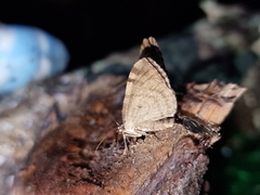Macaria brunneata