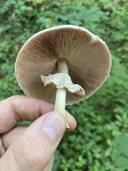Agaricus leptocaulis
