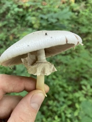 Agaricus leptocaulis