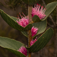 Hakea cucullata