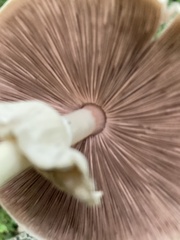 Agaricus leptocaulis