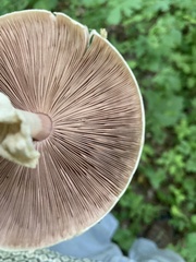 Agaricus leptocaulis