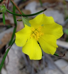 Hibbertia striata