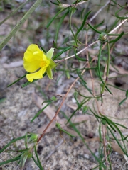 Hibbertia striata