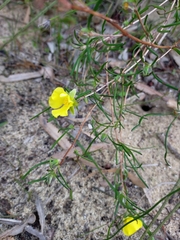 Hibbertia striata