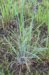 Andropogon cretaceus