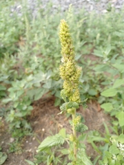 Amaranthus retroflexus