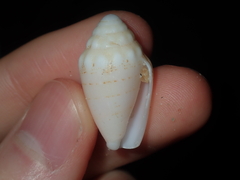 Conus dorreensis