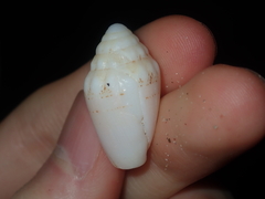 Conus dorreensis