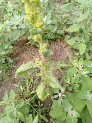Amaranthus retroflexus