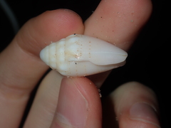 Conus dorreensis
