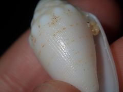 Conus dorreensis