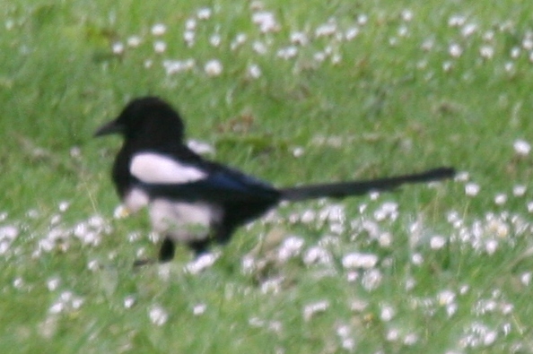 Eurasian Magpie from Regent's Park, London, England on May 29, 2010 by ...