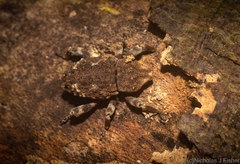 Poropterus bisignatus