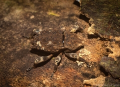 Poropterus bisignatus