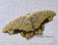 Paramaxates posterecta