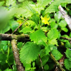 Impatiens quadriloba