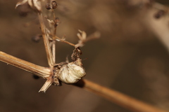 Vilpianus galii
