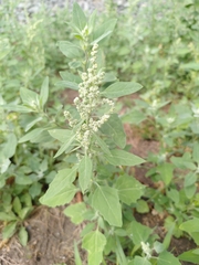 Chenopodium album