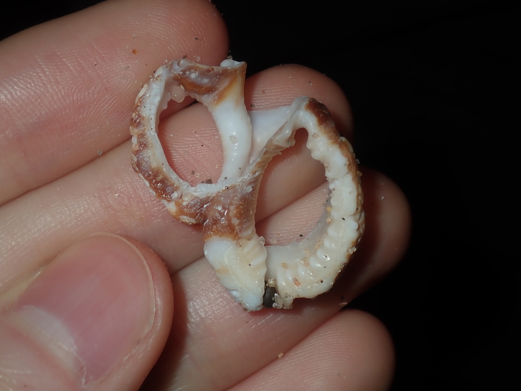 Granular Frog Shell
