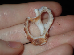 Dulcerana granularis