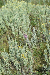 Allium praescissum
