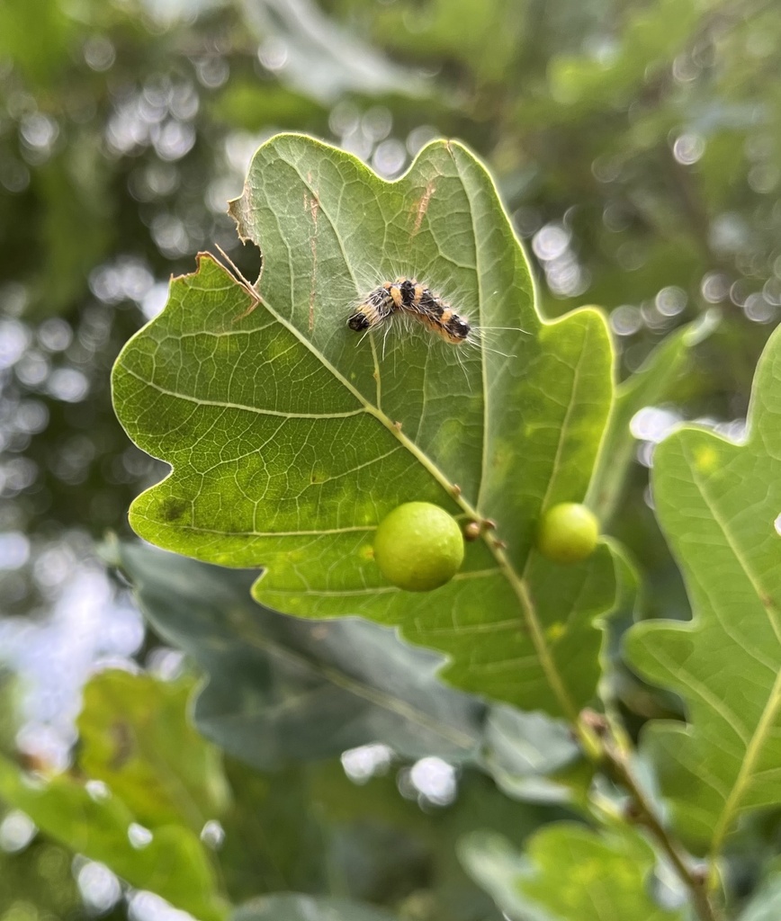Tussock Moths from Окружная улица, Борок, Ярославская область, RU on ...