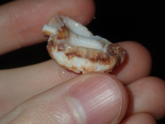 Dulcerana granularis