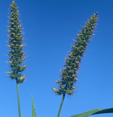 Setaria adhaerens