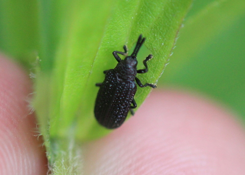 Microrhopala excavata photo 5
