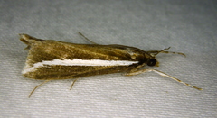 Carectocultus perstrialis