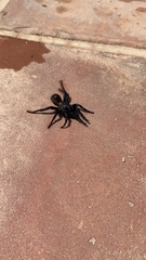 Amblyocarenum walckenaeri