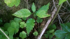 Torminalis glaberrima