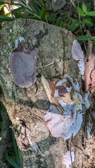 Abundisporus pubertatis