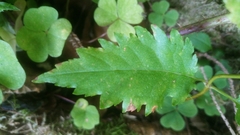 Torminalis glaberrima