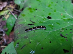 Tenthredo mandibularis