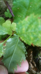 Torminalis glaberrima