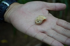 Tropidophora articulata